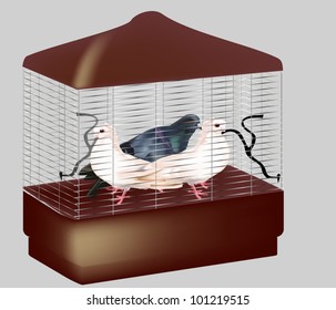 illustration with three pigeons in cage