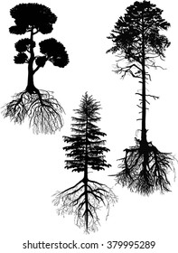 illustration with three pine tree silhouettes isolated on white background