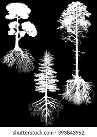 illustration with three pine tree silhouettes isolated on black background