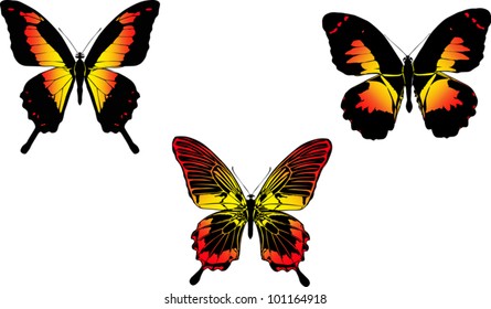 illustration with three red and yellow butterflies