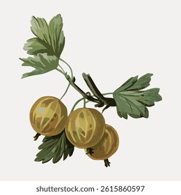 Illustration of three ripe gooseberries on a branch with green leaves. Gooseberries, with their distinct green leaves, are prominently featured in this botanical art. Vintage fruit illustration vector