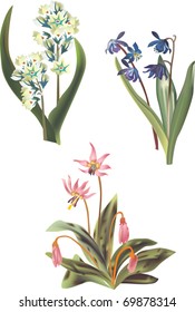 illustration with three spring flowers isolated on white background