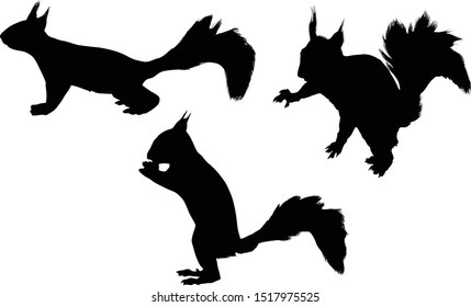 illustration with three squirrels isolated on white background