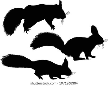 illustration with three squirrels isolated on white background