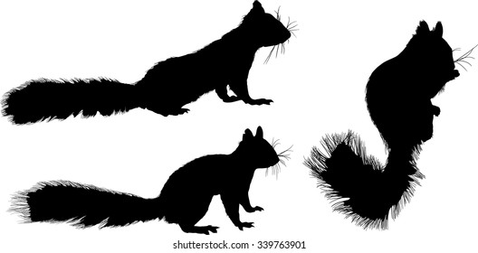 illustration with three squirrels isolated on white background