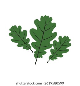 Illustration of three stylized oak leaves (Quercus spp.) in varying sizes