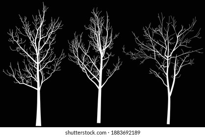 illustration with three white bare trees silhouettes isolated on black background