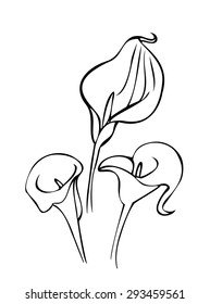 Illustration of the three white callas.