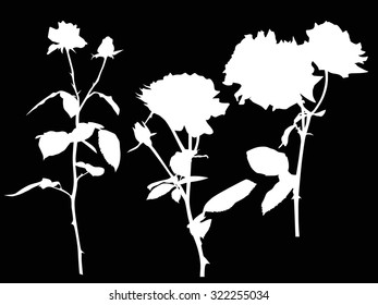 illustration with three white rose flowers isolated on black background