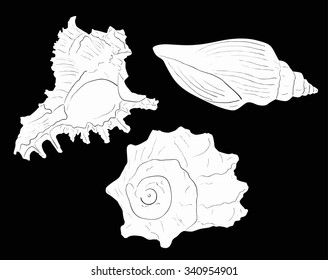 illustration with three white shellfishes sketches isolated on black background
