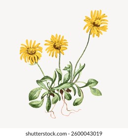 Illustration of three yellow flowers with green leaves. The flowers have detailed petals and stems. Yellow flowers and green leaves on a white background. Vintage vector illustration.