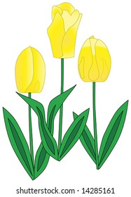 illustration of three yellow tulips