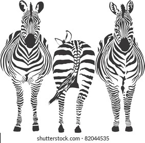  illustration of three zebras, two front, one rear