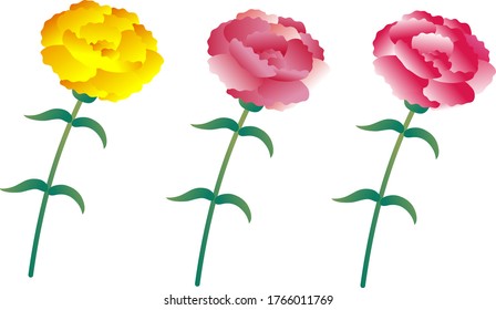 Illustration of three-color brilliant carnation