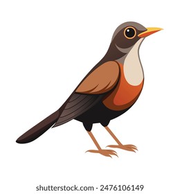 illustration of a thrush bird on white