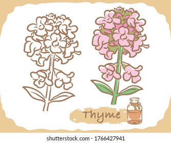 Ilustración del tomillo y botella de aromaterapia. Ilustración vectorial.