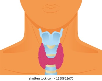 Illustration of the thyroid gland located on the cartilage 