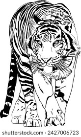 Ilustración de un tigre dibujado en formato vectorial en estilo gráfico
cultivado