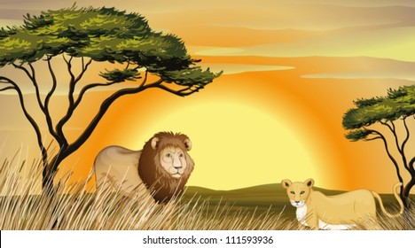 illustration of a tiger and lion in jungle