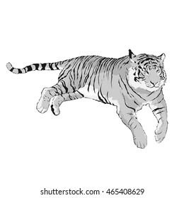 illustration of tiger lying