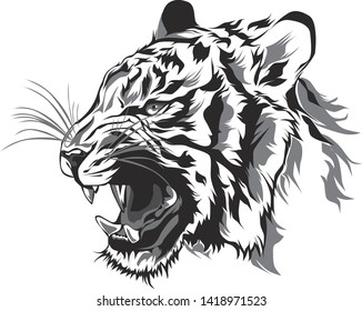 illustration of tiger on vector with white background