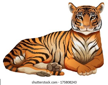 Illustration of a tiger on a white background