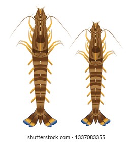 Illustration of the tiger shrimp