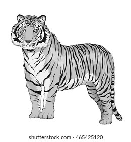 illustration of tiger standing