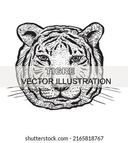 Illustration with a tiger. Vector illustration. Linear art with tiger.