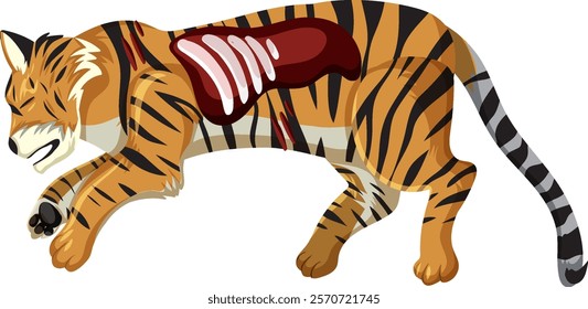 Illustration of a tiger with visible anatomy