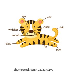 Diagram Showing Body Part Tiger Stock Vector (Royalty Free) 1374814430