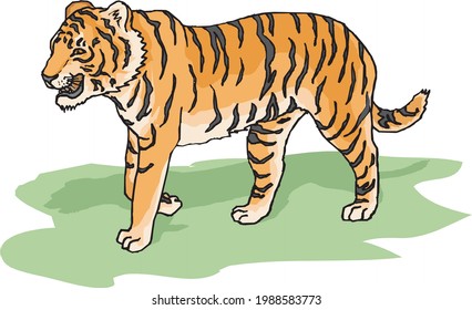 illustration of a tiger in white background