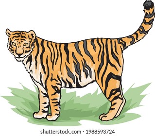 illustration of a tiger in white background