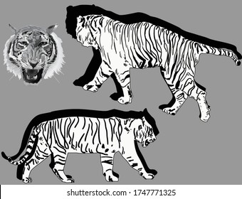 illustration with tigers isolated on grey background