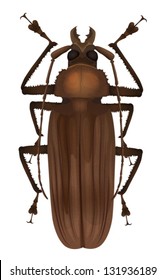 Illustration of a Titan beetle  - Titanus giganteus