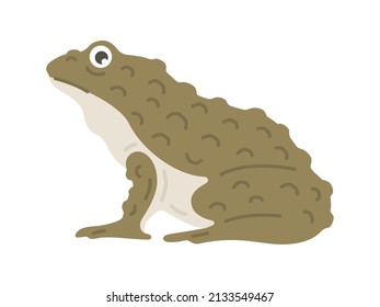 Illustration of a toad seen from the side.