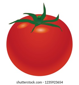 Illustration of the tomato