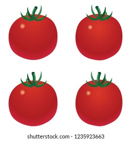 Illustration of the tomato