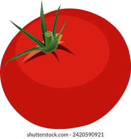 Illustration of a tomato. Isolated vector illustration.