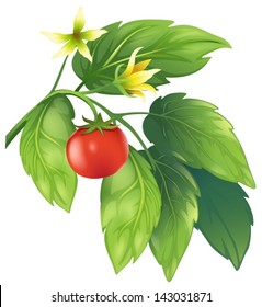 Illustration of the tomato plant