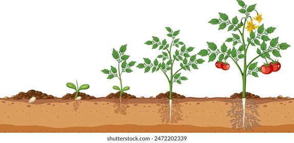 Illustration of tomato plant development stages