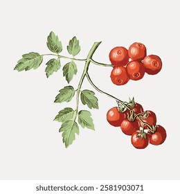 Illustration of a tomato plant with green leaves and red tomatoes. The tomatoes are clustered on the vine. Botanical art of tomatoes and leaves. Vintage vegetable illustration isolated, vector.