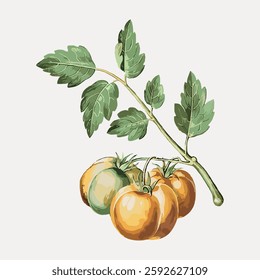 Illustration of a tomato plant with green leaves and ripe tomatoes. The tomatoes and leaves are detailed, showcasing a vibrant and fresh appearance. Vintage fruit illustration vector.