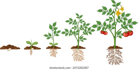 Ilustración de las etapas de crecimiento de la planta de tomate