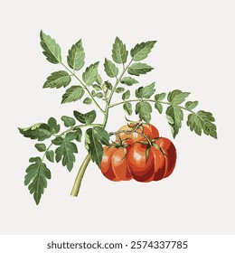 Illustration of a tomato plant with lush green leaves and ripe red tomatoes. Tomato plant with vibrant tomatoes and green leaves. Botanical tomato plant art. Vintage art, isolated vector element.