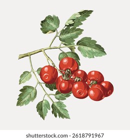 Illustration of a tomato plant with red tomatoes and green leaves. The tomatoes are vibrant red, hanging from the plant. Green leaves surround the tomatoes. Vintage fruit illustration vector.