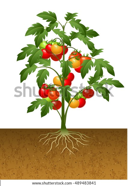 地下に根を持つトマトの植物のイラスト のベクター画像素材 ロイヤリティフリー 489483841
