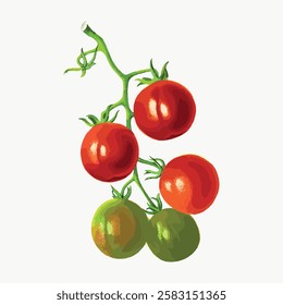 Illustration of tomatoes on a vine. Red and green tomatoes. Tomatoes with leaves. Vibrant  Fresh on a white background. Vintage vegetable illustration vector.