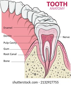 illustration of tooth anatomy infographic - vector