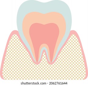 Illustration of tooth cross section